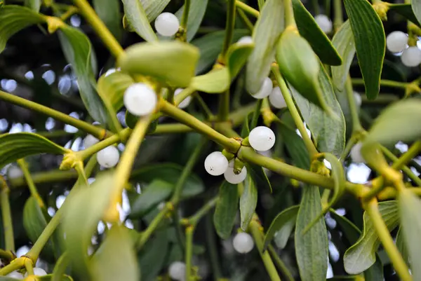 beyaz ağaç meyveleri doğada