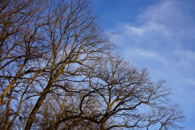 Şehir parkında mavi gökyüzü                 