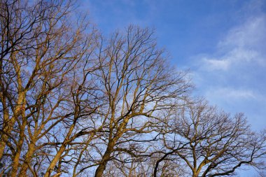 Akşamları mavi gökyüzünün altında ağaç dalları                         