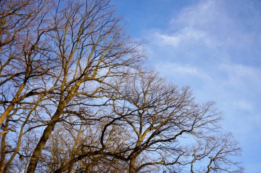 Akşamları ağaç dalları                           