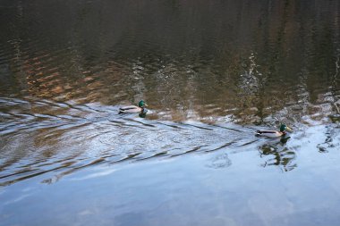 Gölde yüzen iki ördek.                        
