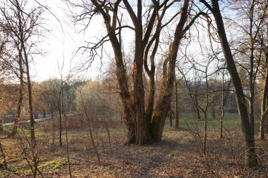 Parkta yaşlı bir ağaç       