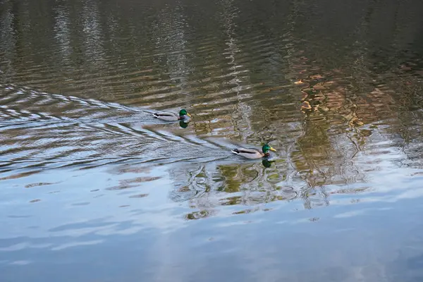 Bahar, ördekler gölde yüzüyor.                           