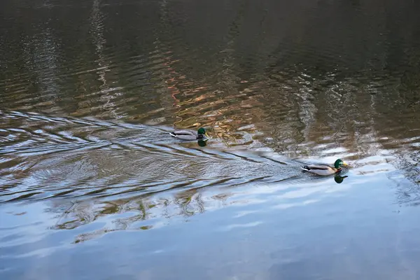 pato blanco come pan                            