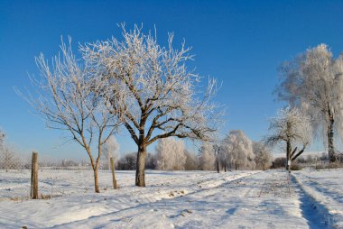 Karla kaplı ağaçlarla kaplı güzel kış manzarası