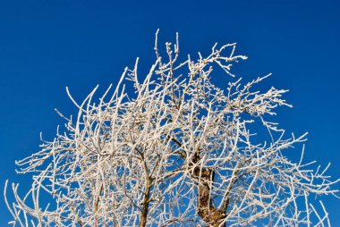 Ağacın dalları karla kaplıydı.
