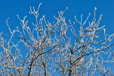 Dalları kar ve mavi gökyüzü.