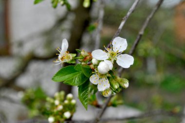 Bahçede beyaz çiçekler