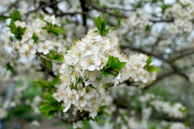 ağaç bahar beyaz çiçekler