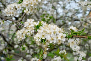 Erik çiçeği bahar