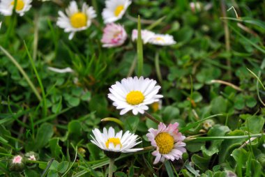 Bahçedeki güzel çiçekler