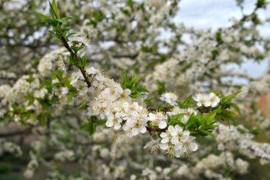 Bahar eriği ağacı çiçeği