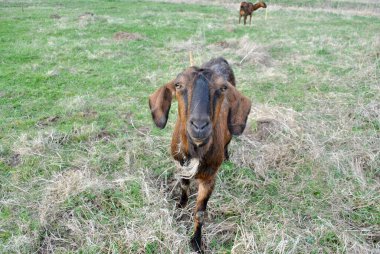 Çayırdaki kahverengi keçi