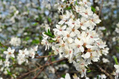 Erik ağacından beyaz çiçekler. bahar arkaplanı.