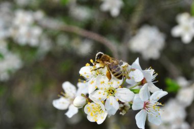 Beyaz bir çiçekte arı, makro