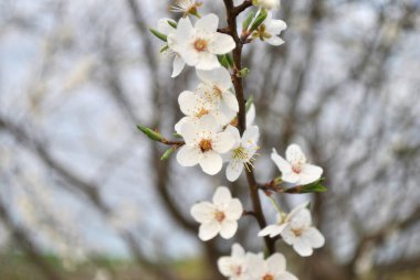 Ağaçtaki güzel bahar çiçekleri