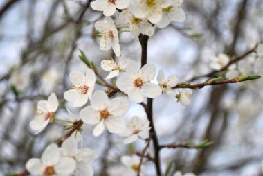 Bahçedeki güzel beyaz çiçekler