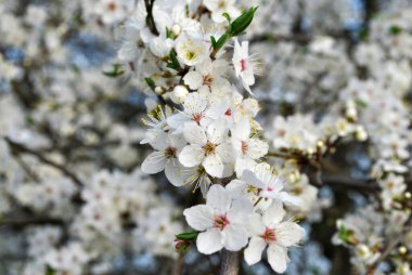 ağaç bahar üzerinde güzel çiçekler