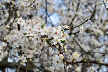 Çiçek açmış güzel erik çiçekleri