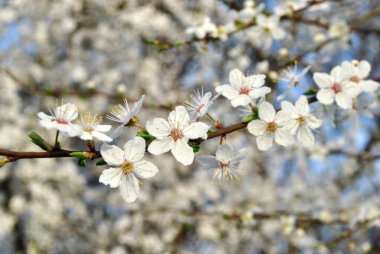 İlkbaharda kiraz çiçeği