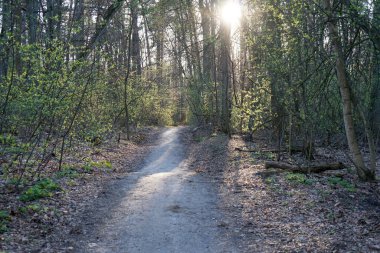 Ormanda gün batımı