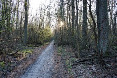 İlkbaharda orman yolu