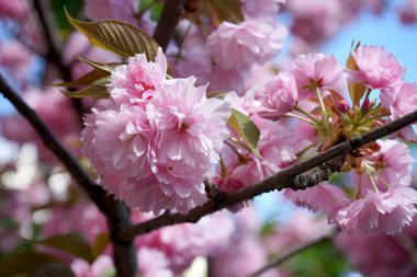 Ağaçtaki sakura çiçekleri