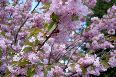 Sakura ağacının çiçekleri