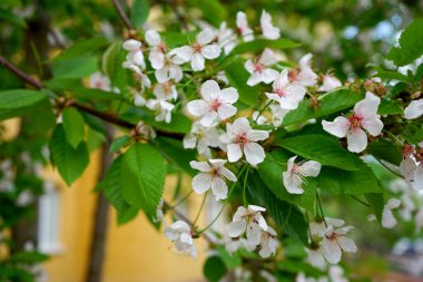 Ağacın beyaz çiçekleri