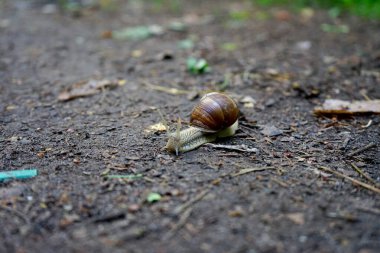 Bahçedeki yeşil çimlerin üzerinde küçük bir salyangoz