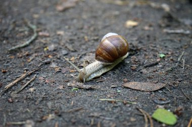 Ormandaki ıslak zeminde sürünen salyangoz..