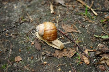 Kahverengi salyangoz ormanda yerde.