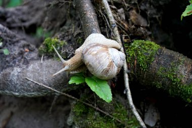 Bir ağacın gövdesinde sürünen salyangoz.