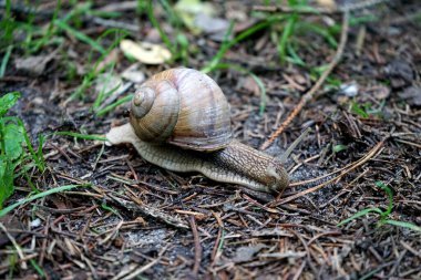 Yeşil ormandaki salyangoz