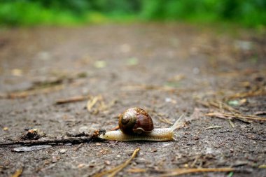 salyangoz asfalt üzerinde