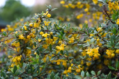 Bahçedeki güzel çiçekler