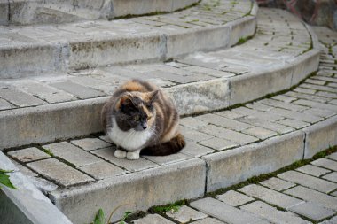 Güzel kedi yaz günü sokakta oturuyor.