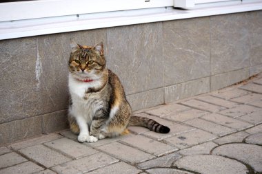 Kedi yolda oturuyor.