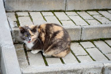 Kedi sokakta oturuyor..