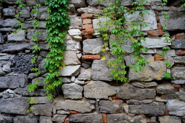 Yeşil sarmaşık ve sarmaşık yapraklı taş duvar.