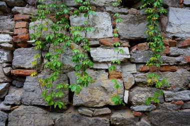 Bahçedeki yeşil bitkiler.