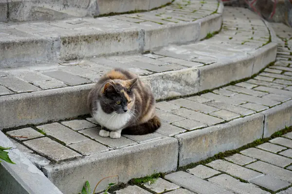 Güzel kedi yaz günü sokakta oturuyor.