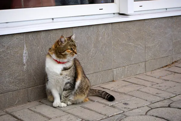 Bir evin kapısında bir kedi oturuyor..