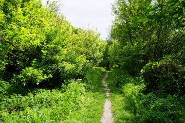 Yeşil bir alanda yol