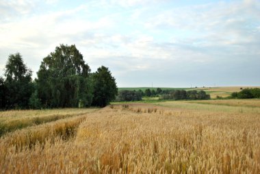 Buğdaylı güzel bir arazi.