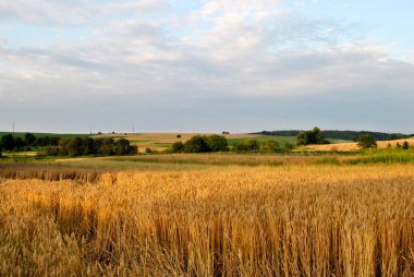 Buğday tarlası ve mavi gökyüzü