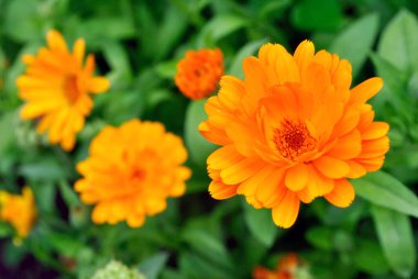 Bahçede portakal çiçekleri