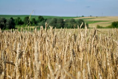 Olgun buğday ve mavi gökyüzü olan bir tarla. Yaz manzarası