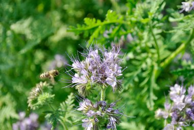 Alanında bir çiçek arıya