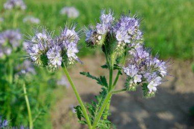 Yazın tarlada güzel çiçekler